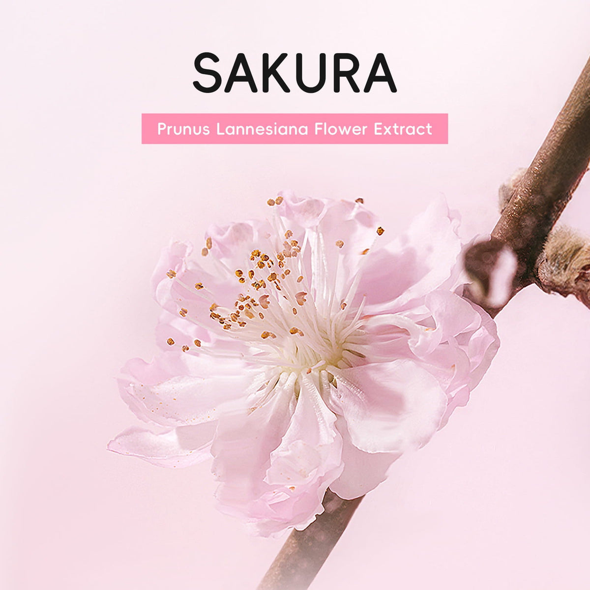 LAIKOU Sakura Tone Up Cream | 50g